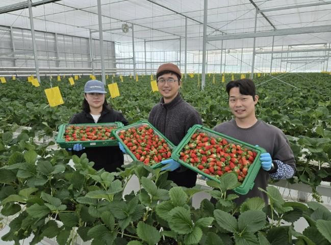 경북도 내 첫 수출 스타트, 상주 딸기 베리굿! 기사 이미지